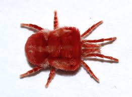 Attēlu rezultāti vaicājumam “Trombidiidae”