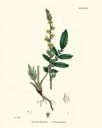 Attēlu rezultāti vaicājumam “Agrimonia eupatoria”