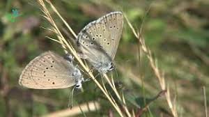 Attēlu rezultāti vaicājumam “Maculinea teleius underside”