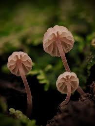 Attēlu rezultāti vaicājumam “Mycena belliarum”