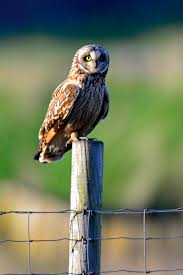 Attēlu rezultāti vaicājumam “Asio flammeus adult”