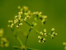 Attēlu rezultāti vaicājumam “Galium rivale fruit”