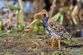 Attēlu rezultāti vaicājumam “Philomachus pugnax”