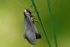 Attēlu rezultāti vaicājumam “Atolmis rubricollis”