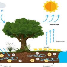 Image result for Wood Green A F S Association
