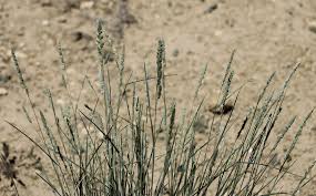 Attēlu rezultāti vaicājumam “Dactylis glomerata subsp. glomerata”