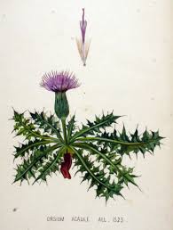 Attēlu rezultāti vaicājumam “Cirsium acaule flower”