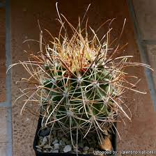 Attēlu rezultāti vaicājumam “Sclerophora farinacea”