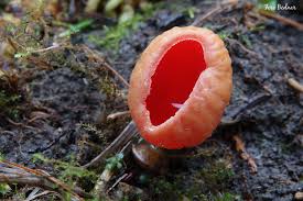 Attēlu rezultāti vaicājumam “Sarcoscypha austriaca var. lutea”