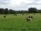 The breed is said to date back to biblical times when the Jewish patriarch, - via Daymix