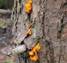 Attēlu rezultāti vaicājumam “Dacrymyces chrysospermus spores”