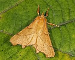 Attēlu rezultāti vaicājumam “Ennomos erosaria”