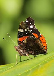 Attēlu rezultāti vaicājumam “Vanessa atalanta underside”