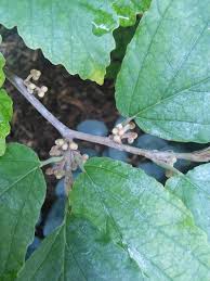 Attēlu rezultāti vaicājumam “Hamamelis virginiana leaf”
