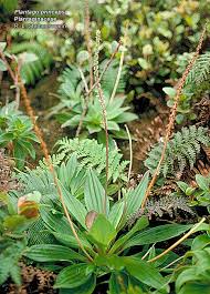 Attēlu rezultāti vaicājumam “Plantaginaceae”