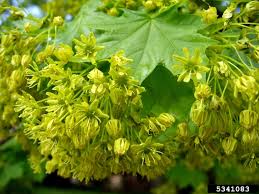 Attēlu rezultāti vaicājumam “Acer platanoides flower”