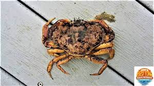 Image result for Cancer irroratus