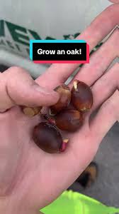 Image result for Ockley Acorns Junior F C