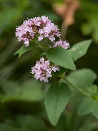Attēlu rezultāti vaicājumam “Origanum vulgare flower”
