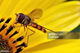 Attēlu rezultāti vaicājumam “Episyrphus balteatus”