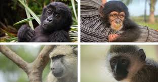 Attēlu rezultāti vaicājumam “Primates”