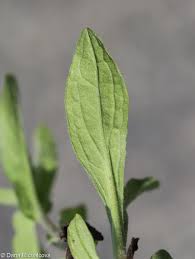 Attēlu rezultāti vaicājumam “Inula britannica leaf”