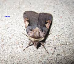 Attēlu rezultāti vaicājumam “Xestia c-nigrum”