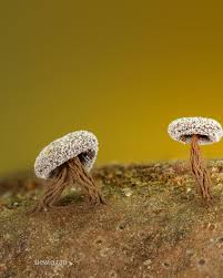 Attēlu rezultāti vaicājumam “Didymium clavus”