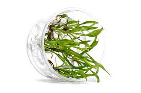 Attēlu rezultāti vaicājumam “Cryptocala chardinyi”