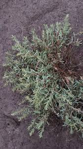 Attēlu rezultāti vaicājumam “Atriplex calotheca”