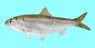 Image result for Alosa chrysochloris