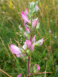 Attēlu rezultāti vaicājumam “Ononis arvensis bud”