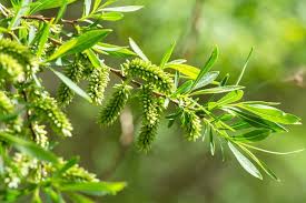 Attēlu rezultāti vaicājumam “Salix triandra male flower”
