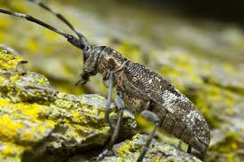 Attēlu rezultāti vaicājumam “Monochamus galloprovincialis”