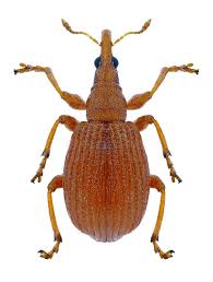 Attēlu rezultāti vaicājumam “Apionidae”