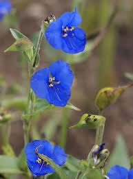 Attēlu rezultāti vaicājumam “Commelina coelestis”