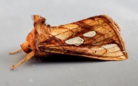 Attēlu rezultāti vaicājumam “Plusia festucae”