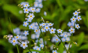 Attēlu rezultāti vaicājumam “Myosotis”
