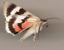 Attēlu rezultāti vaicājumam “Catocala pacta”