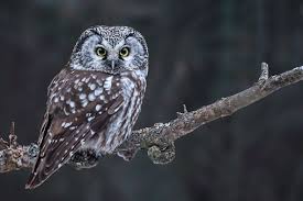 Attēlu rezultāti vaicājumam “Aegolius funereus adult”