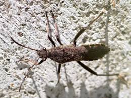 Attēlu rezultāti vaicājumam “Alydus calcaratus”