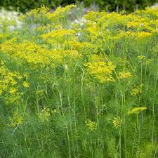 Attēlu rezultāti vaicājumam “Anethum graveolens leaf”