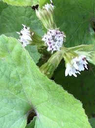 Attēlu rezultāti vaicājumam “Petasites spurius flower”