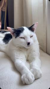 Image result for kitler