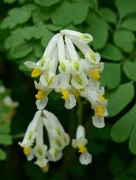 Attēlu rezultāti vaicājumam “Corydalis intermedia leaf”