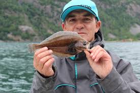 Image result for Hippoglossoides platessoides