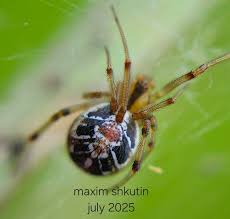 Attēlu rezultāti vaicājumam “Theridiidae”