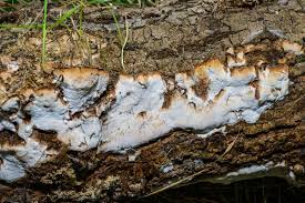 Attēlu rezultāti vaicājumam “Postia undosa”