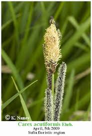 Attēlu rezultāti vaicājumam “Carex acutiformis”