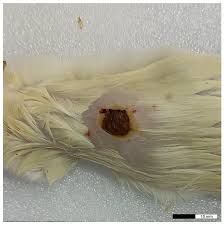 Attēlu rezultāti vaicājumam “Anthyllis maritima leaf”